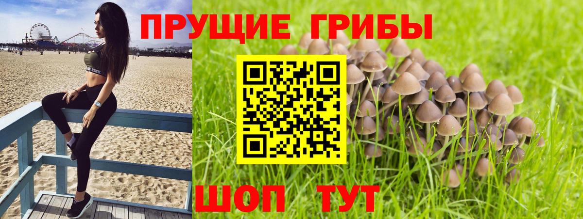 Шатура  Псилоцибиновые грибы MAGIC MUSHROOMS  Вход с VPN 