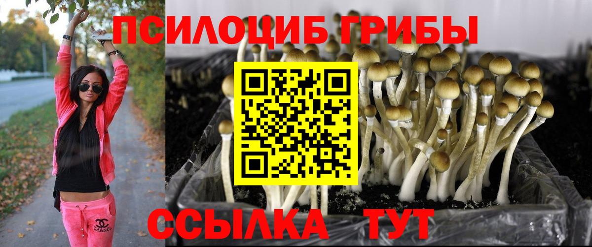 Галлюциногенные грибы Psilocybine cubensis Шатура